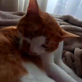 きょうのにゃんこの画像