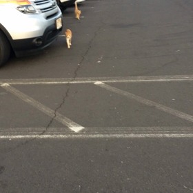 熱烈歓迎の画像