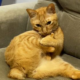 お手入れの画像