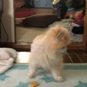 クラッカー大好き！の画像