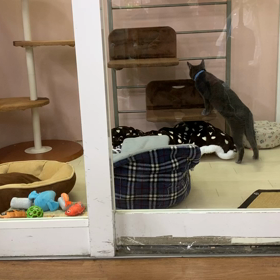 お泊り♡シアンちゃんの画像