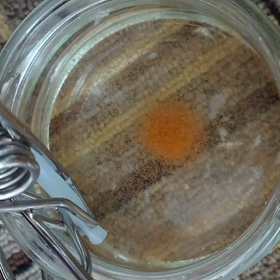 ブラインシュリンプの画像