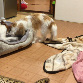 ココのん対決の画像