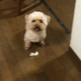 今日はバスガールの日の画像