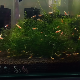 満月じゃないのに抱卵の舞？するんだ【レッドビーシュリンプ】の画像