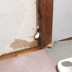 朝からバケねこの画像