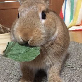 高速モカの画像