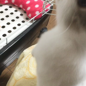 4月18日　謎の動きの画像