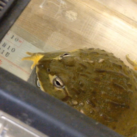 アフリカウシガエルの画像