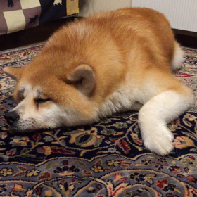 ピクピク〜何のゆめ？の画像