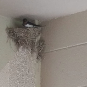 2021つばめの観察日記19日目の画像