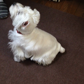 雑煮に興奮の画像