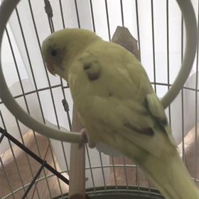 ブラブラインコの画像