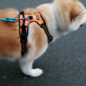 計測スマホ電池切れ‼️されど未来丸朝散歩快調❗脚側歩行より完璧✌️なってきました。たの画像