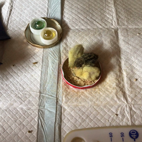 3日目 よく食べよく遊びの画像