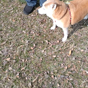 ”トリミング✨”の画像