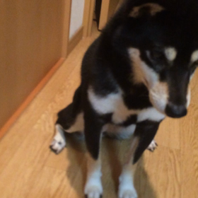 スイカもぐもぐ動画の画像