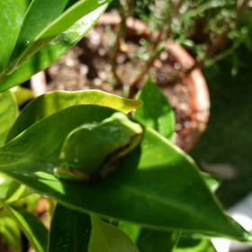 カエルさんの画像