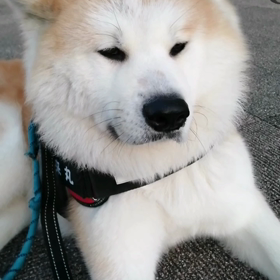 未来丸は、まだまだしつけ訓練が必要なことは多いがホントに飼い主の指示に従ってくれる。信じてくれての画像