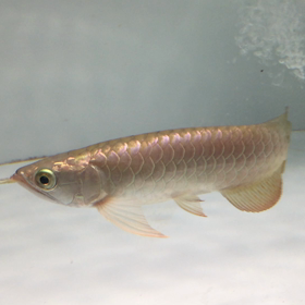 黄金、インゴットの画像