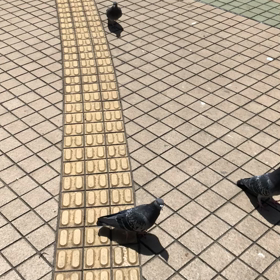 きょうの鳩友1／動画の画像