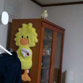 我が家の鷹匠(*^^*)の画像