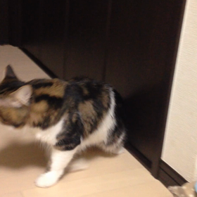 キャッチねこ ナッツん^_^パート2の画像