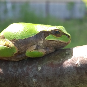 風にも負けずの画像