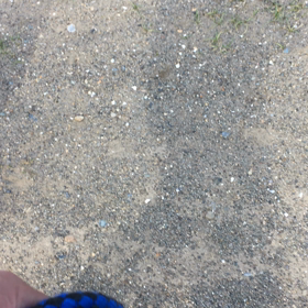 販売中 ボーダコリーの画像