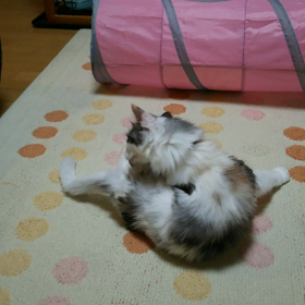 毛繕いメルの画像