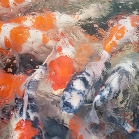 途中経過の画像