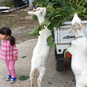 猪名川農業女子PJの画像
