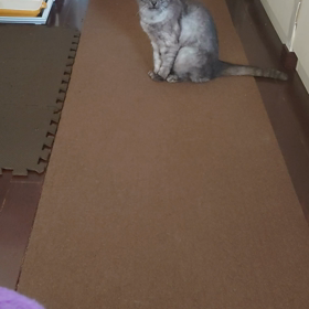 まだまだ負けられにゃいの画像