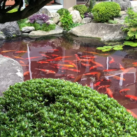 池が血に染まってしまった❓❓❓の画像