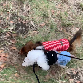 10月26日11わんこと1時間遠足　　代々木公園の画像