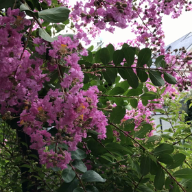 今朝は     ウォーキングからの画像