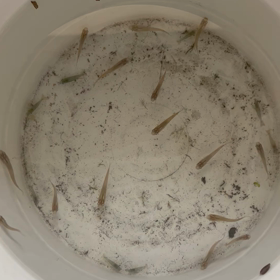 田んぼの生き物の画像