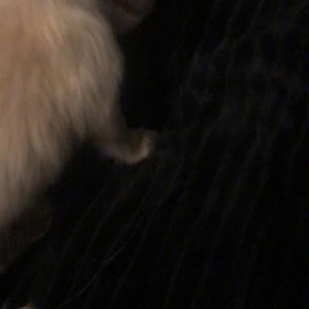 今日のワンコパート3。動画編の画像