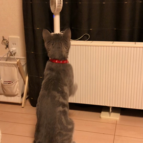 ☆ひらめ15  携帯扇風機☆の画像