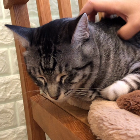 猫カフェ にゃんころ(⁎˃ᆺ˂)の画像