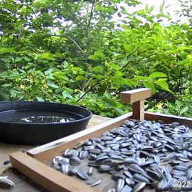 すぎぴたんの事件簿シーズン２　２８８話（レストランに新来客３）の画像