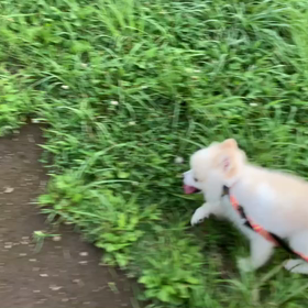 7月20日13わんこと2時間遠足　代々木公園表参道の画像