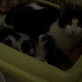 とうふちゃん親子の画像