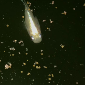 今日はこのめだか。の画像