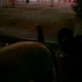 夏だね～(*´ω｀*)の画像