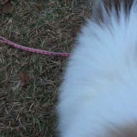 姉わんこ、12歳☆元気にボール遊び♪の画像