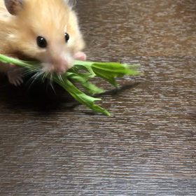 うちの子の画像