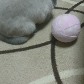 ボール遊びの画像