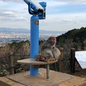 嵐山モンキーパークいわたやま（動画）の画像
