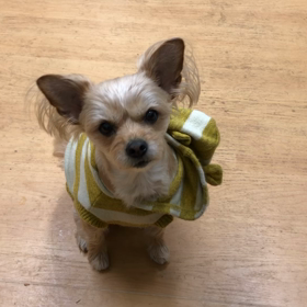 シェリ、キャッチに挑戦する。の画像